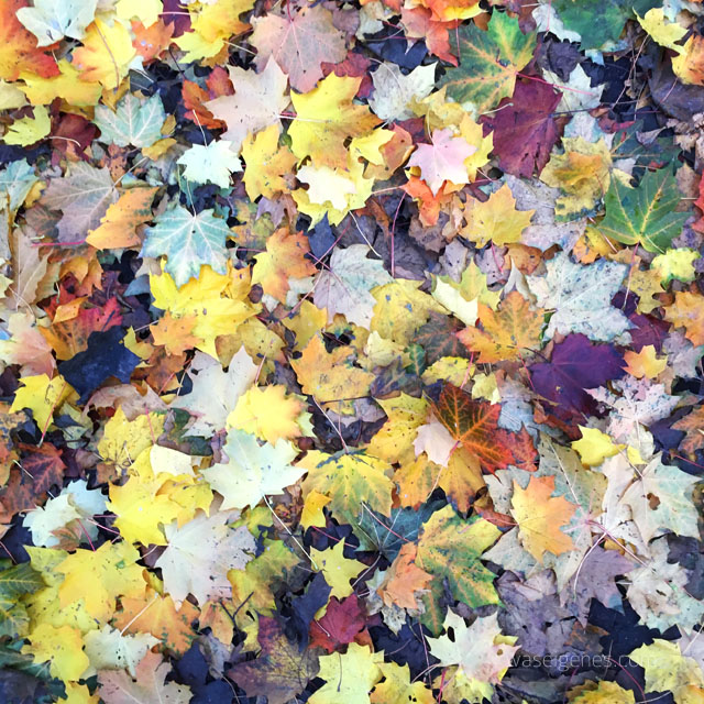 Herbst 2015 | Herbstliebe | waseigenes.com 