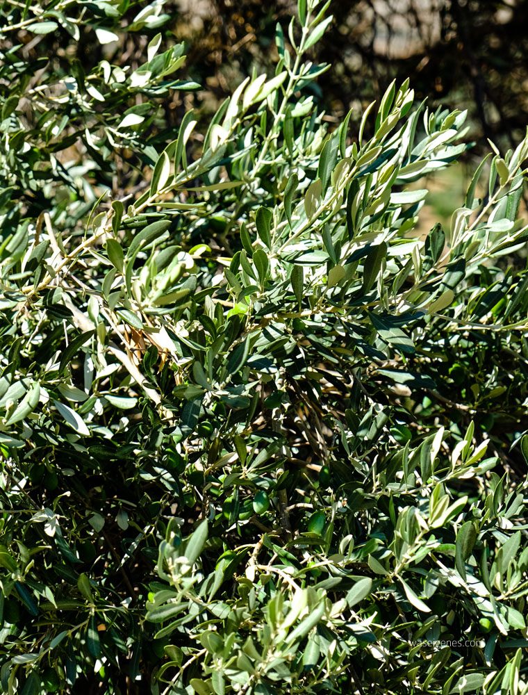 Kreta: Olivenbäume | waseigenes.com