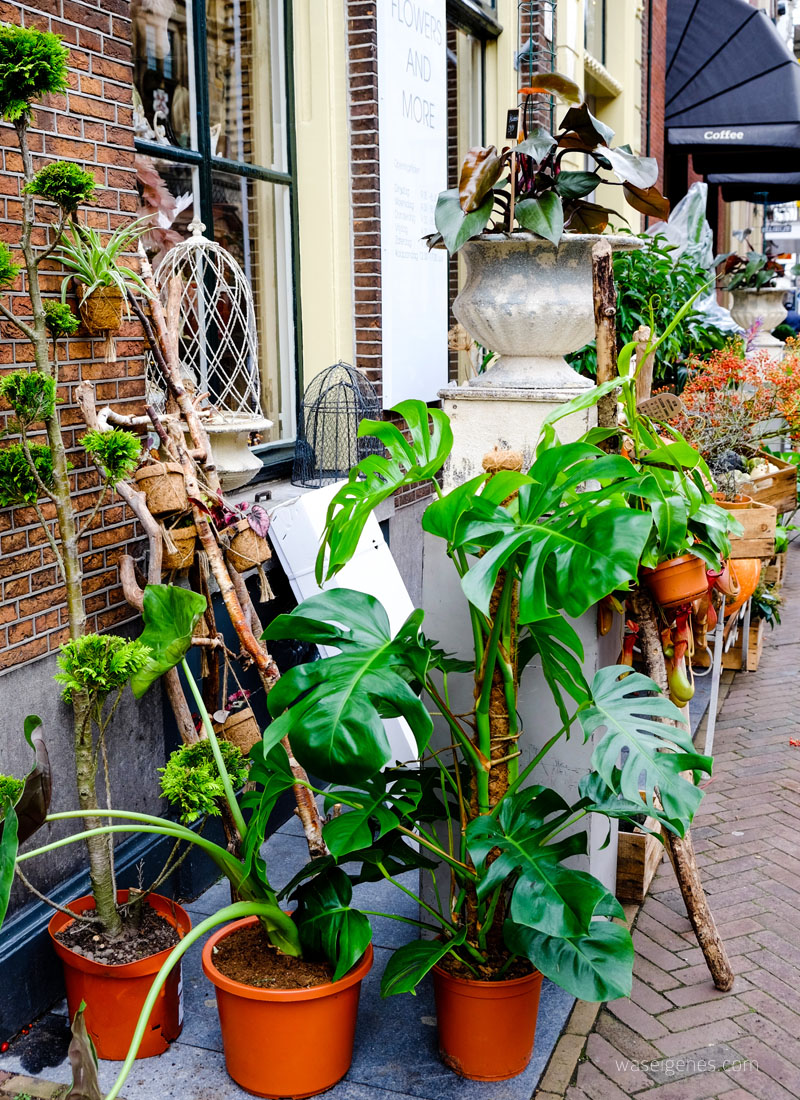 Ein Vormittag in Leiden | Stadt Leiden in der niederländischen Provinz Südholland | Faas est 2016 Flowers & More | waseigenes.com 