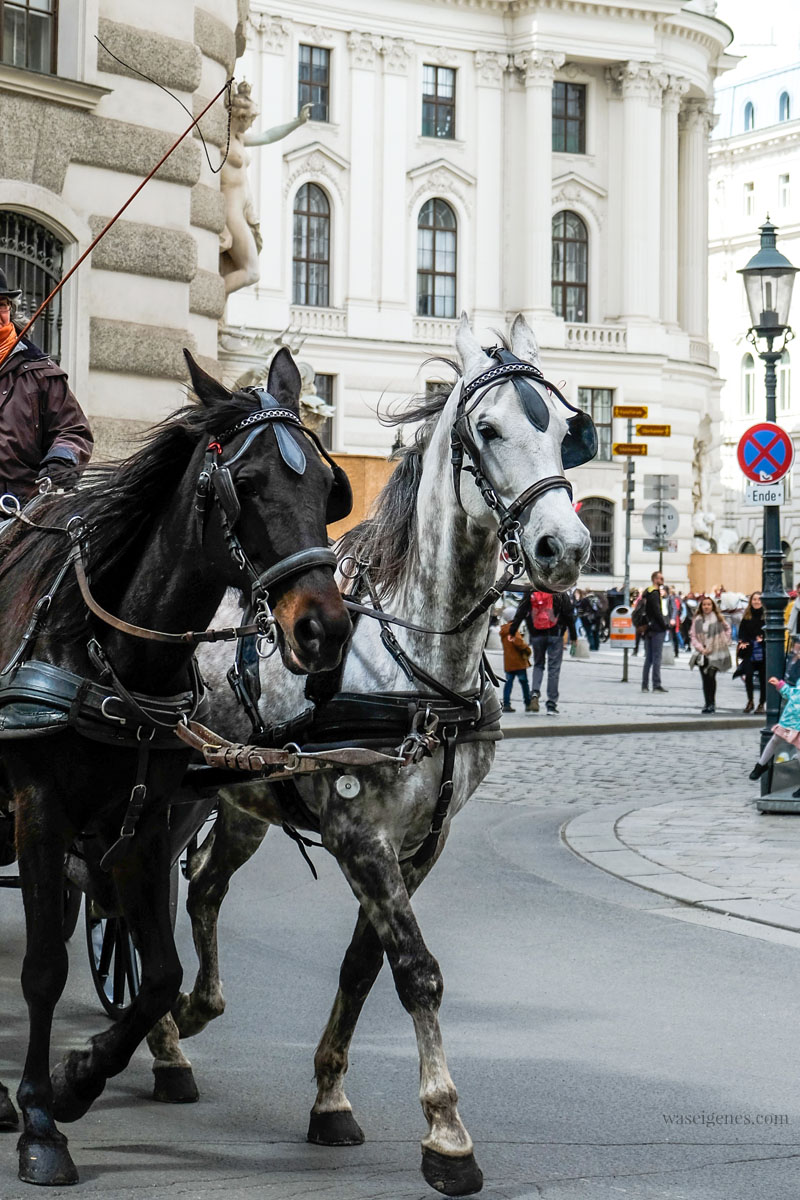 Sightseeing Wochenende: Wien | waseigenes.com | Fiaker