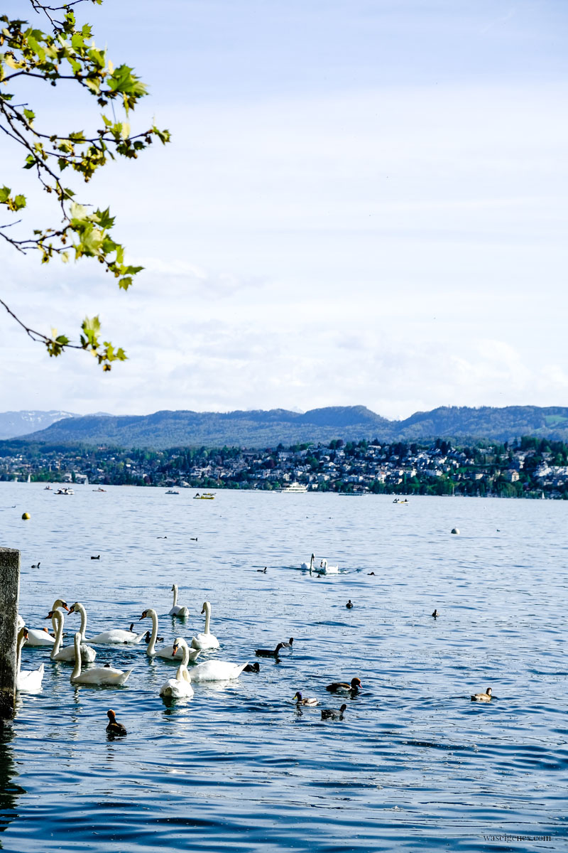 Zürich | Städtereise, Städtetrip, Sightseeing, waseigenes.com