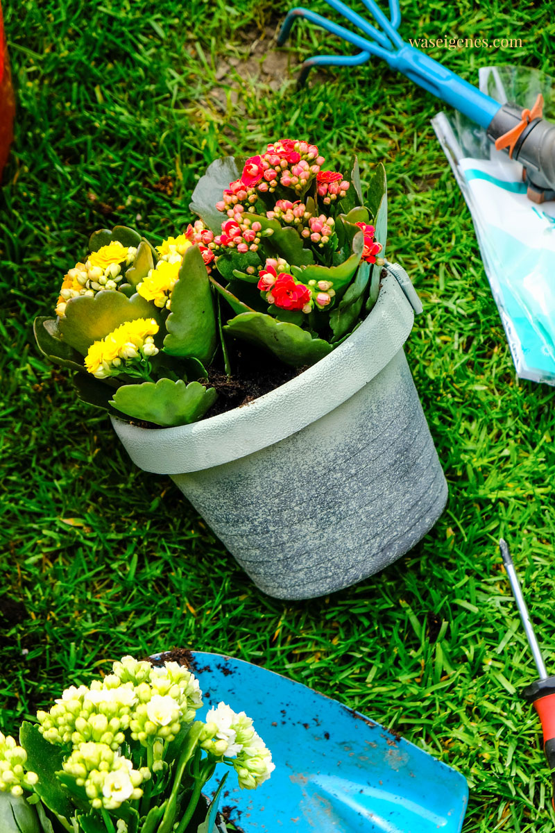 Bepflanzte Regenrohr Blumentöpfe mit kleinen Kalanchoe, waseigenes.com #garten #blumentopf #kalanchoe