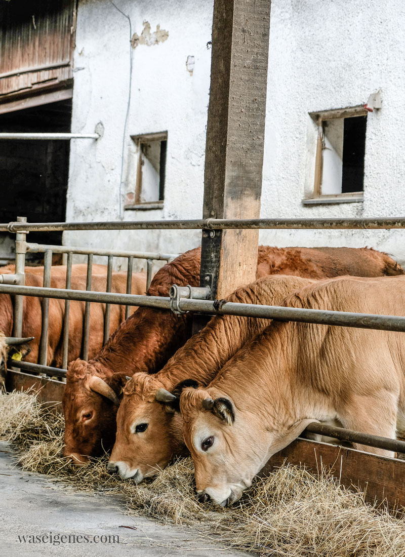 Bio Bauernhof {Naturland zertifiziert} Hefele in Ainhofen - Soja Anbau in Deutschland | waseigenes.com