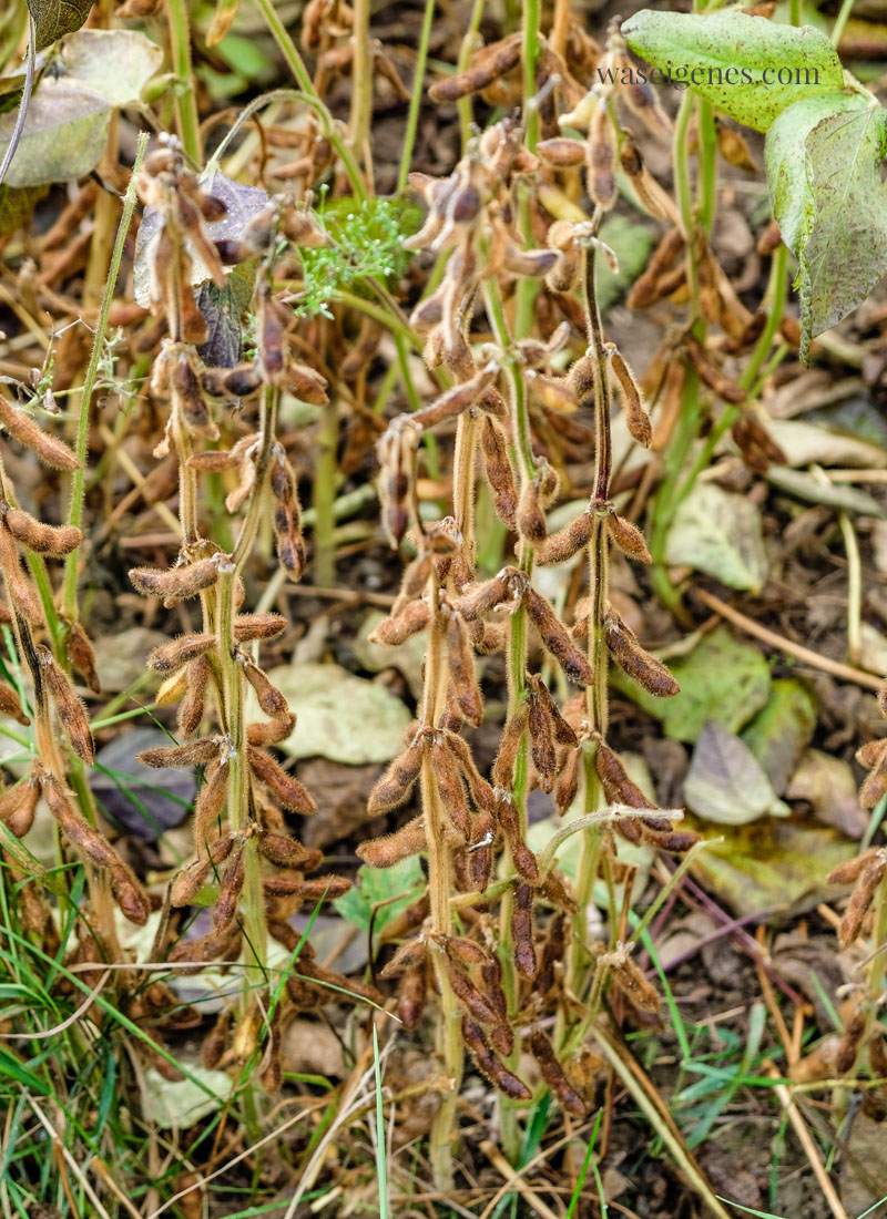 Soja Pflanzen - Soja Anbau in Deutschland {Bayern} | Naturland zertifizierter Bio Bauernhof | waseigenes.com