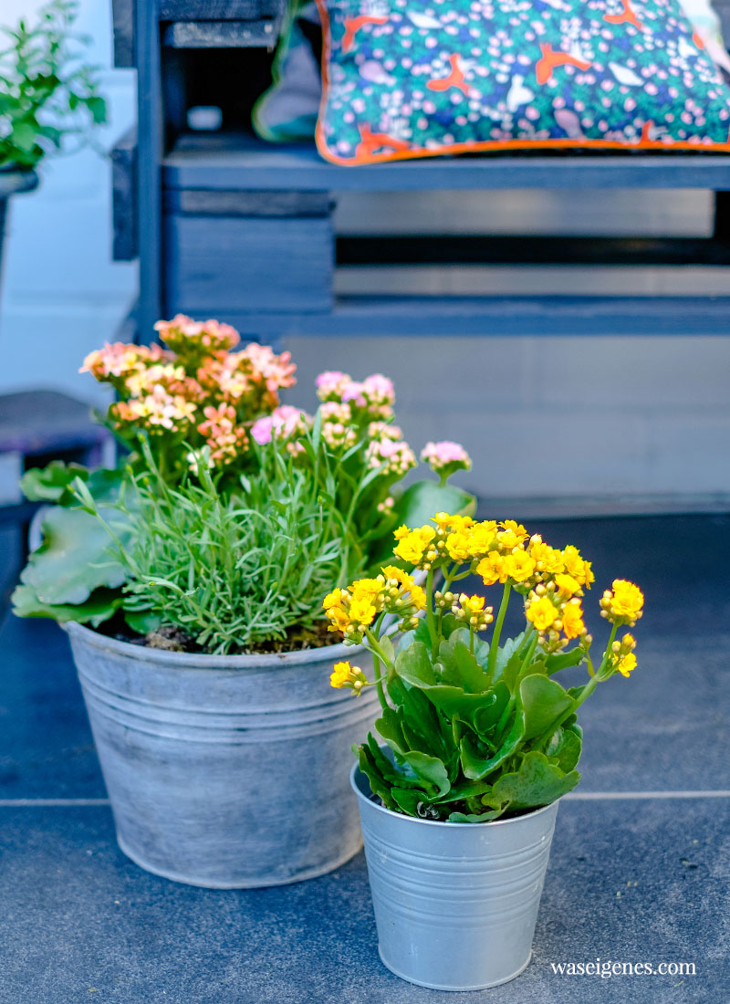 Always Kalanchoe - Flammendes Käthchen! Hübsche und farbenfrohe Pflanze für drinnen & draußen | DIY Palettenbank selber bauen | waseigenes.com