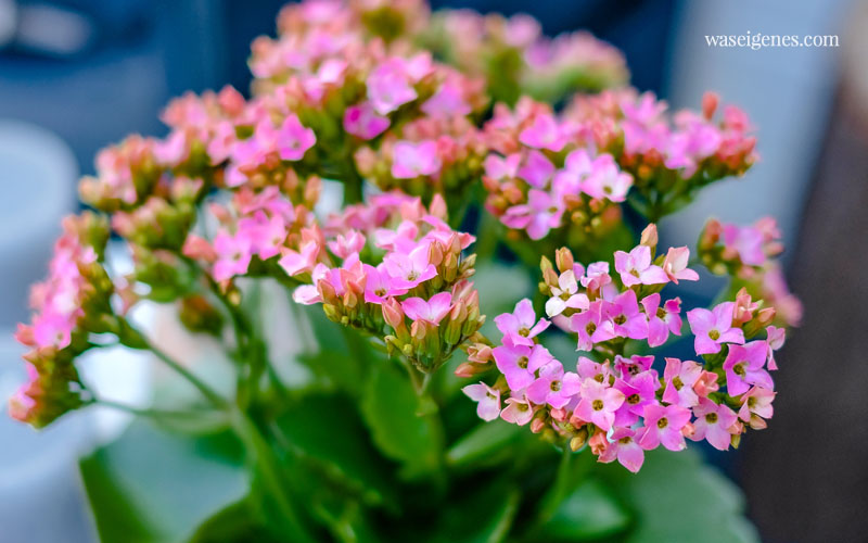 Always Kalanchoe - Flammendes Käthchnen! Hübsche und farbenfrohe Pflanze für drinnen & draußen  | waseigenes.com