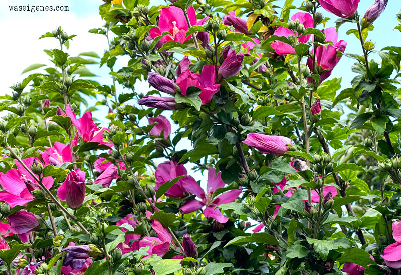 12 von 12 im Juli 2023 | Mein Tag in Bildern | monatliche Foto Kolumne | Hibiskus