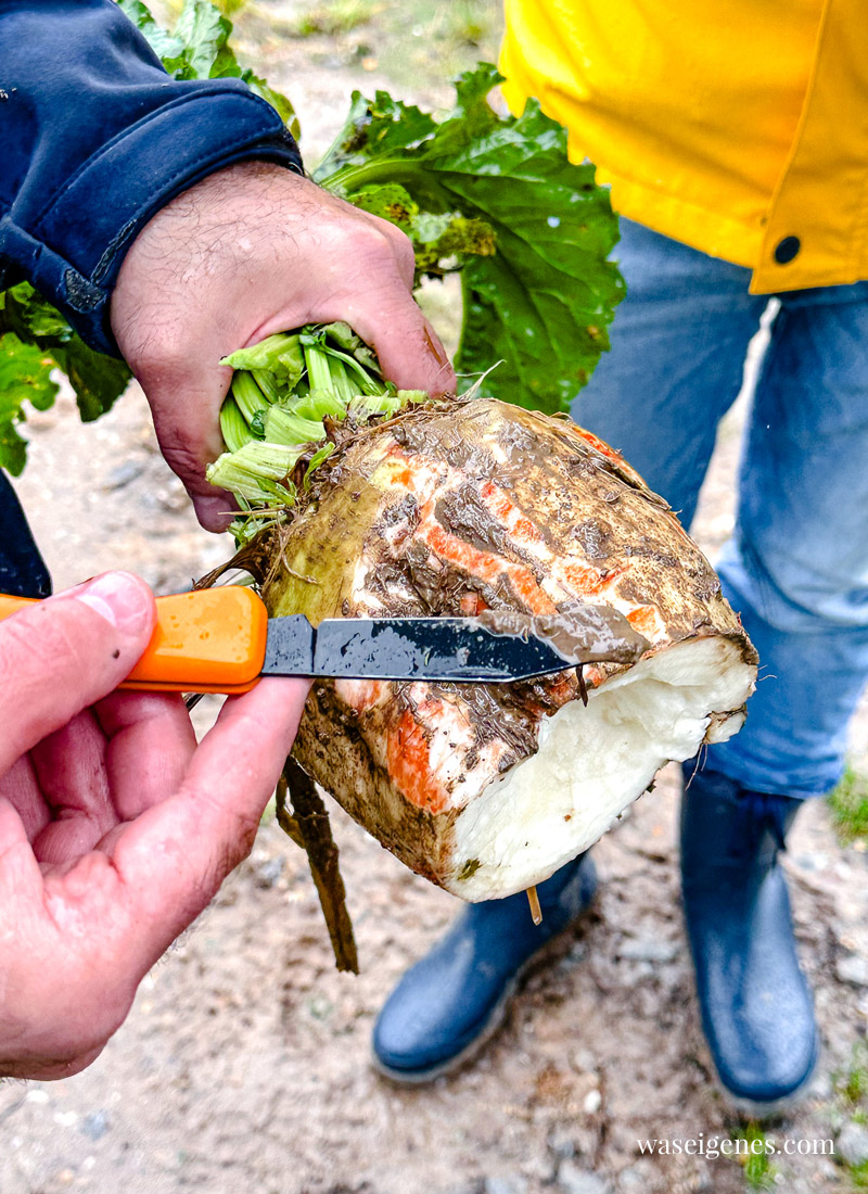 Rezept: Italienische Mandelkekse {Paste di Mandorla} | waseigenes.com | einfaches Plätzchenrezept | Diamant Rübenzucker, Werksbesichtigung Jülich