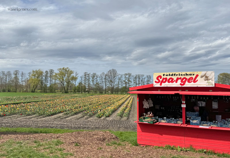 Das war mein April - Monatsrückblick! Himmel und Kölle, Alpaka Tour in der Eifel, Trier und Chor, Seniorenkaffee und Abba Mania, waseigenes.com