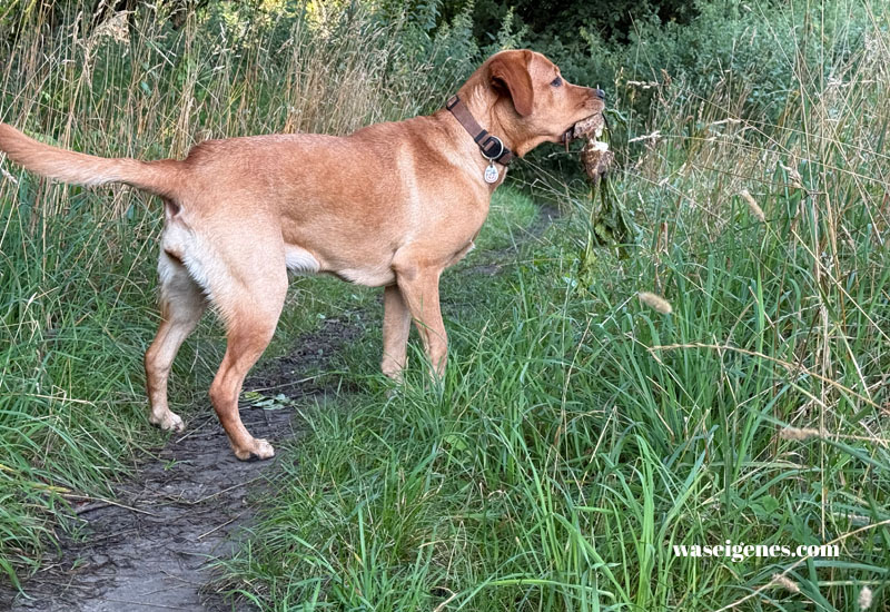 12 von 12 im August 2025 | Mein Tag in Bildern | waseigenes.com