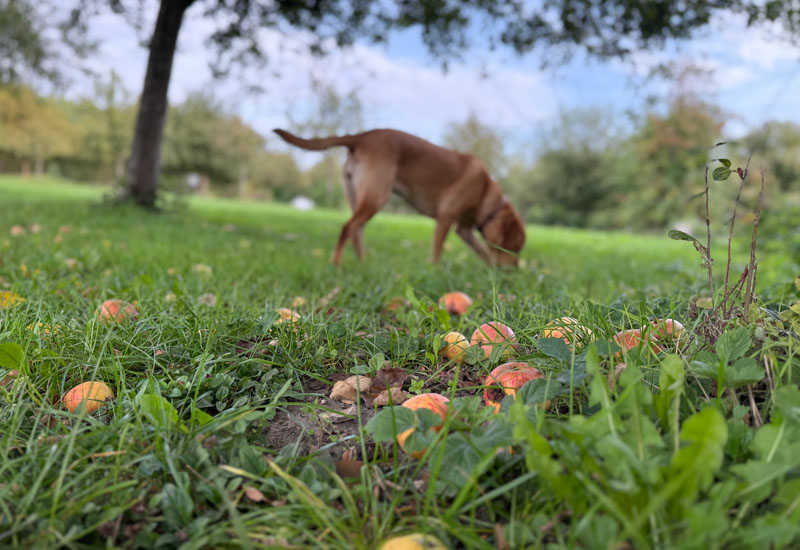 Das war mein September – Lesen, Nähen, Feiern & Herbstfreuden | Monatsrückblick | waseigenes.com