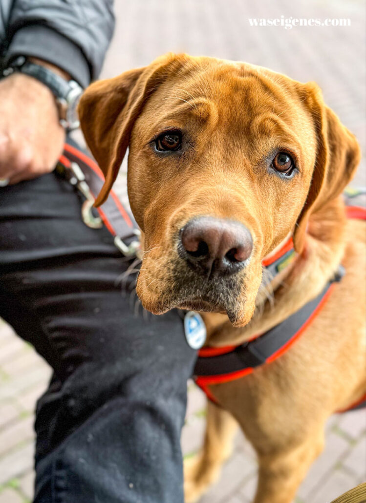 Emmy Labrador - waseigenes.com